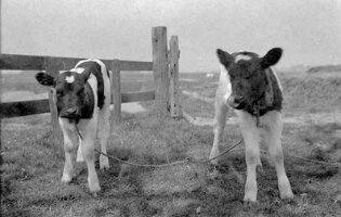 1933-01kalveren-hieslum-005